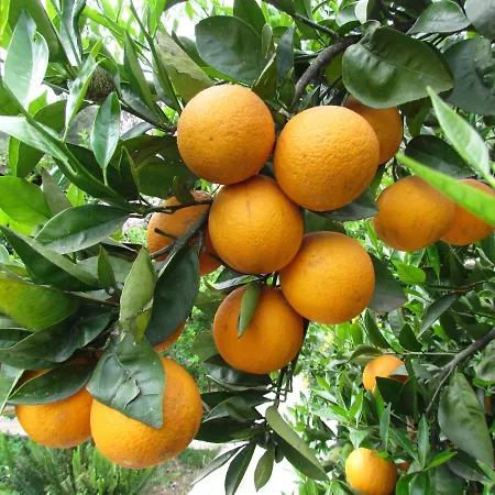 Pensión Cinderella & Çıralı