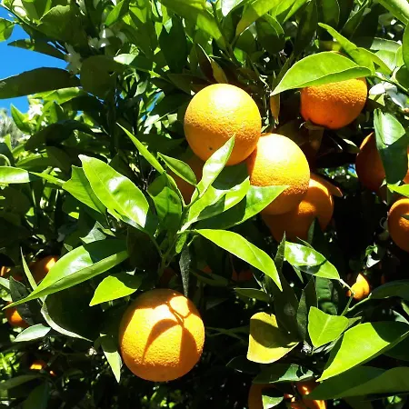 Pensión Cinderella & 3*