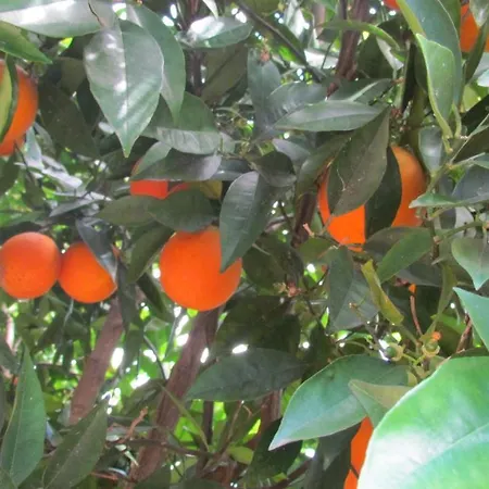 Cinderella & Pensión Çıralı